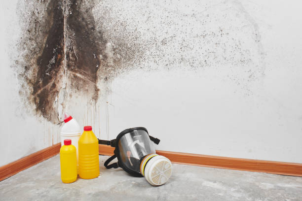 Why You Should Choose Our Mold Remediation Services in Parowan, UT